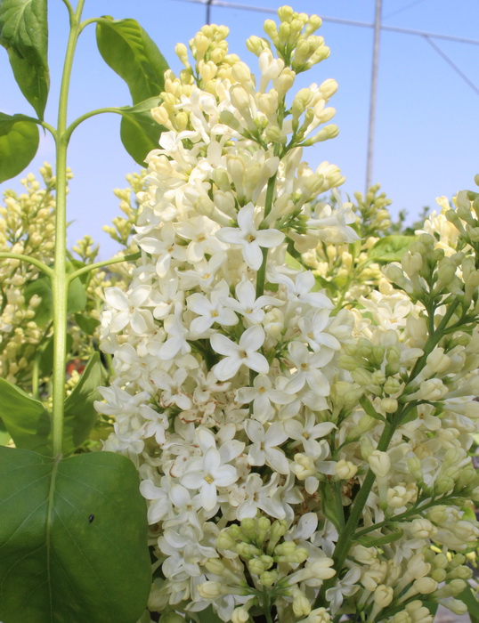 Сирень обыкновенная `Праймроуз`, Syringa vulgaris `Primrose` купить ...